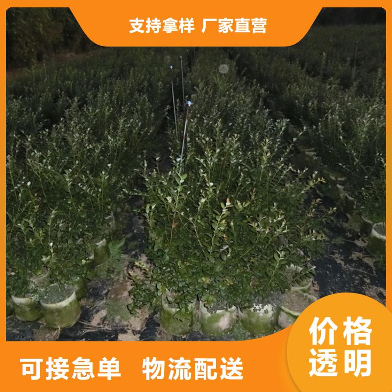 蓝莓苗樱桃苗专注细节使用放心