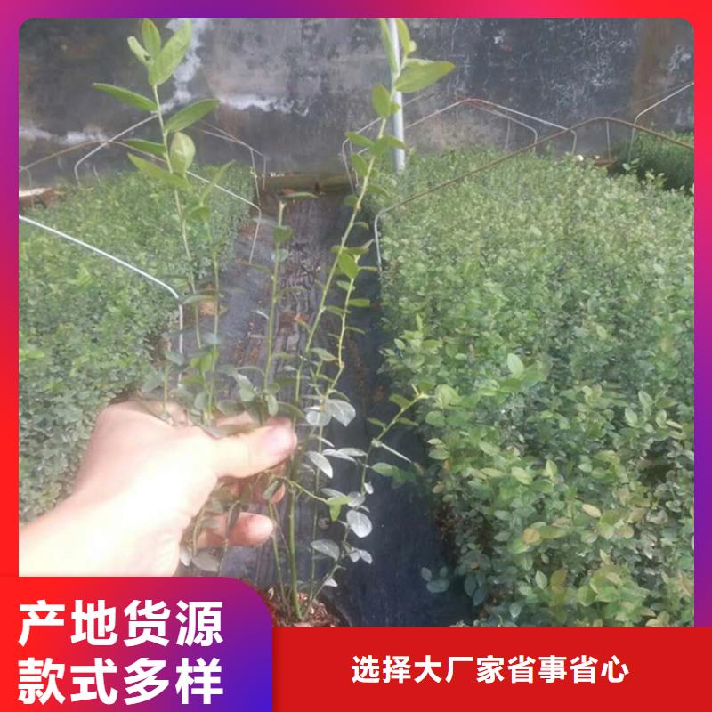 蓝莓苗【桃树苗】货源稳定