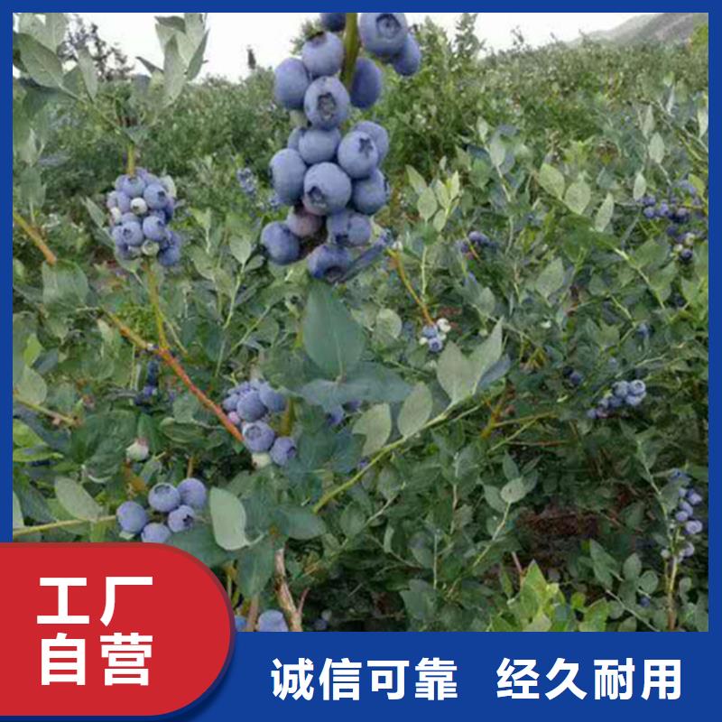 【蓝莓苗樱桃苗大品牌值得信赖】