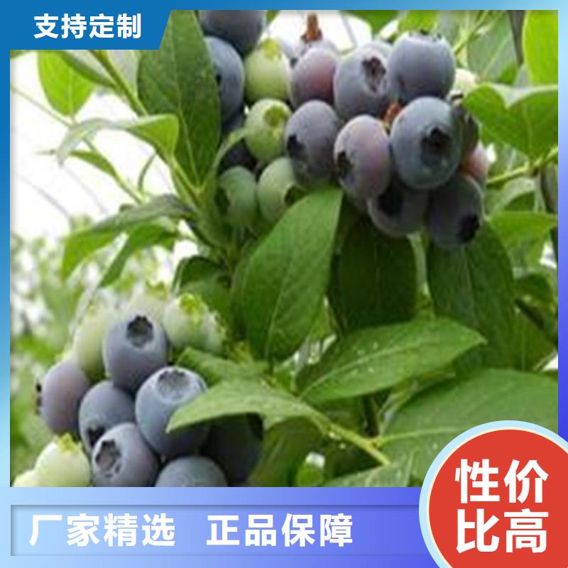 蓝莓苗李树苗精选货源