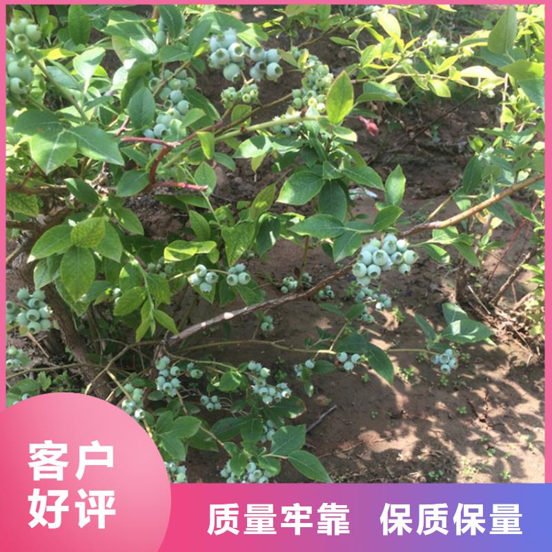 【蓝莓苗 石榴树物流配送】-诚信为本(轩园)