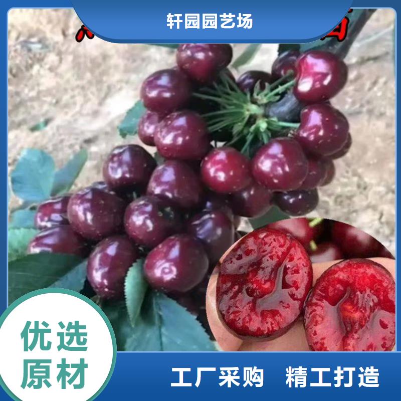 樱桃桃树苗精致工艺