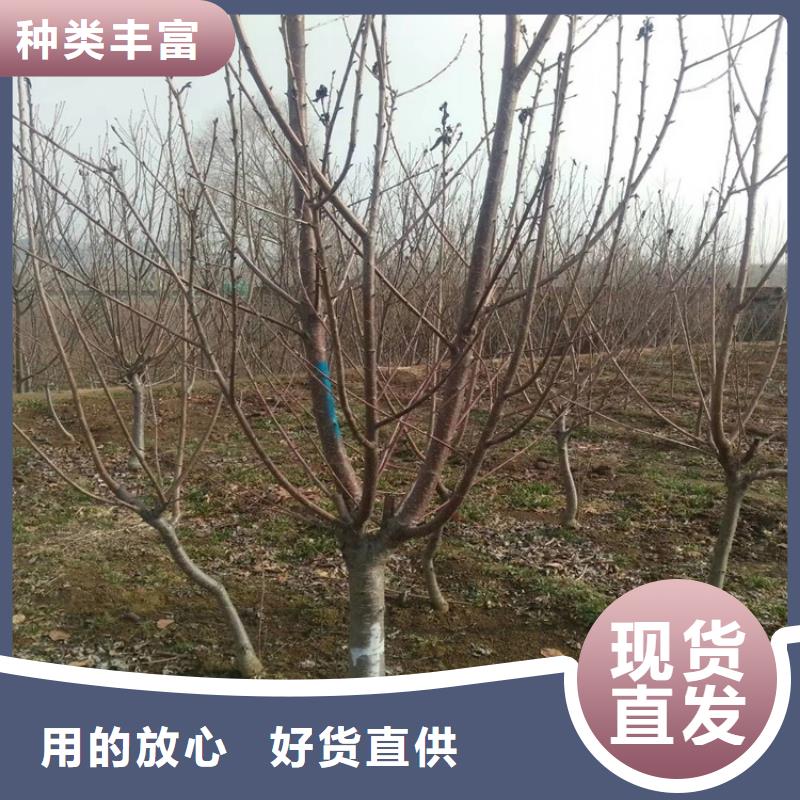 樱桃苹果苗工程施工案例