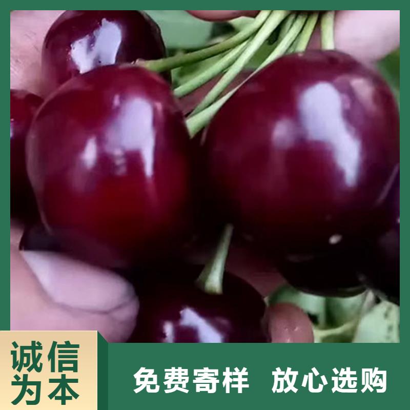 樱桃花椒苗厂家直销