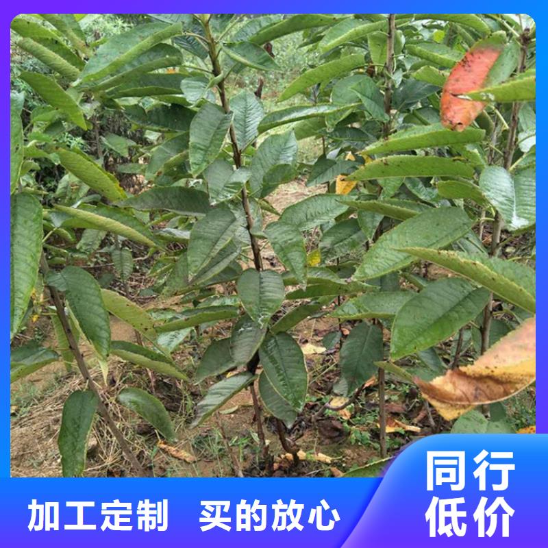 【樱桃】杏树苗畅销本地
