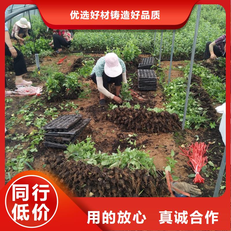 樱桃无花果苗实体厂家支持定制