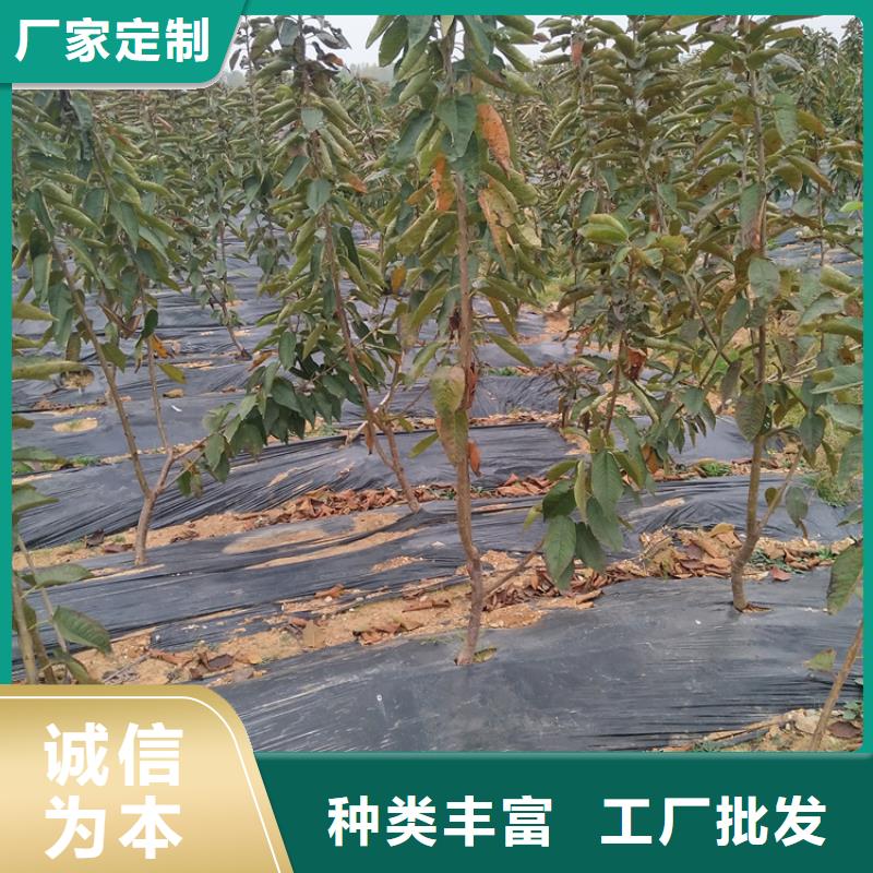 樱桃_苹果苗价格公道合理