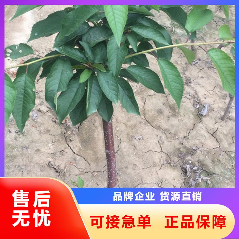 樱桃苹果苗当地货源