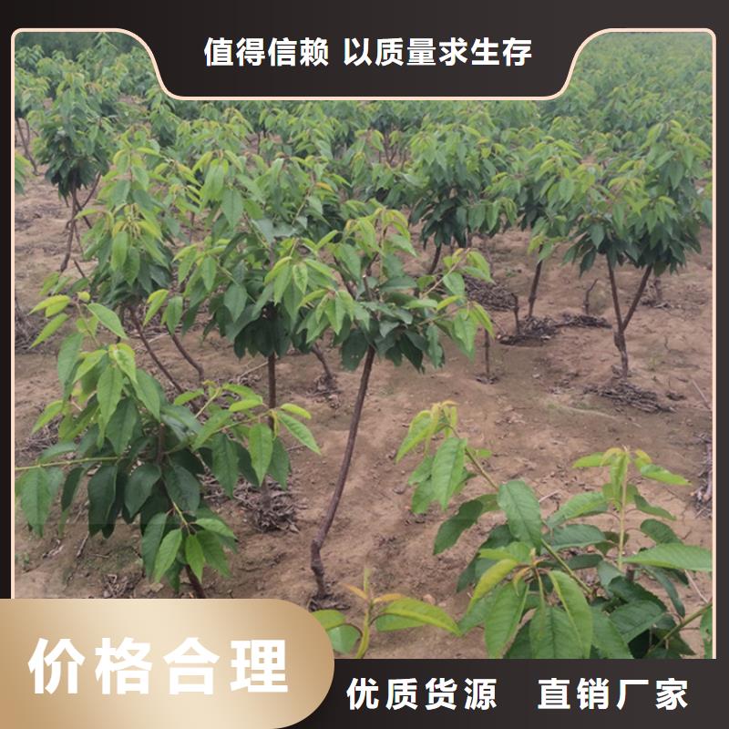 樱桃,苹果苗一站式采购方便省心