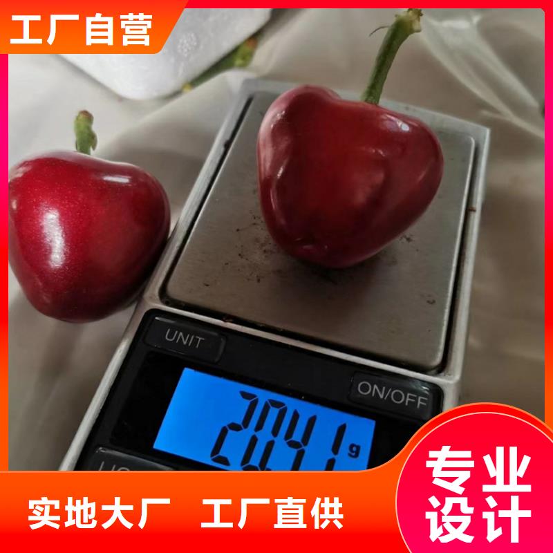 樱桃苹果苗专业供货品质管控