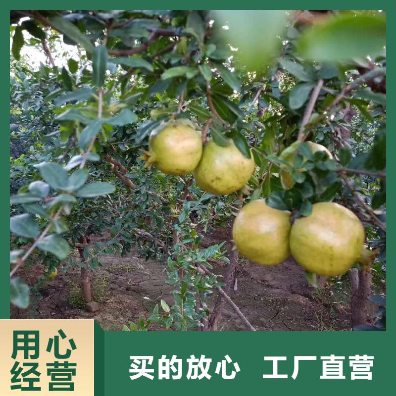 【石榴无花果苗一手价格】