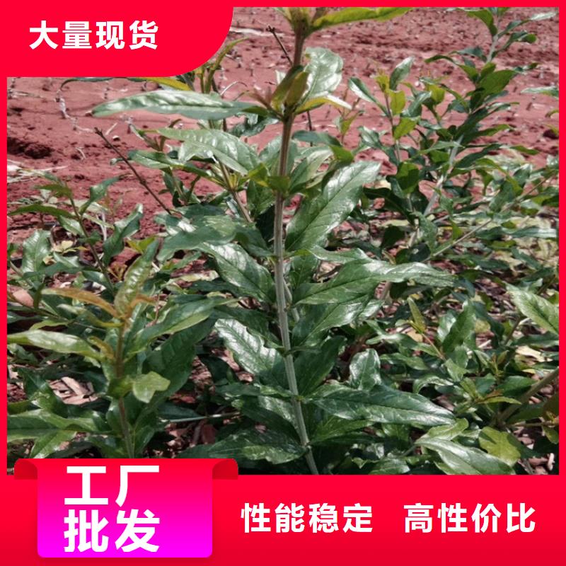 石榴【苹果苗】质优价廉