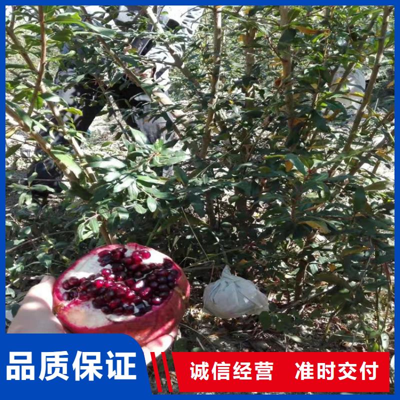 石榴苹果苗主推产品