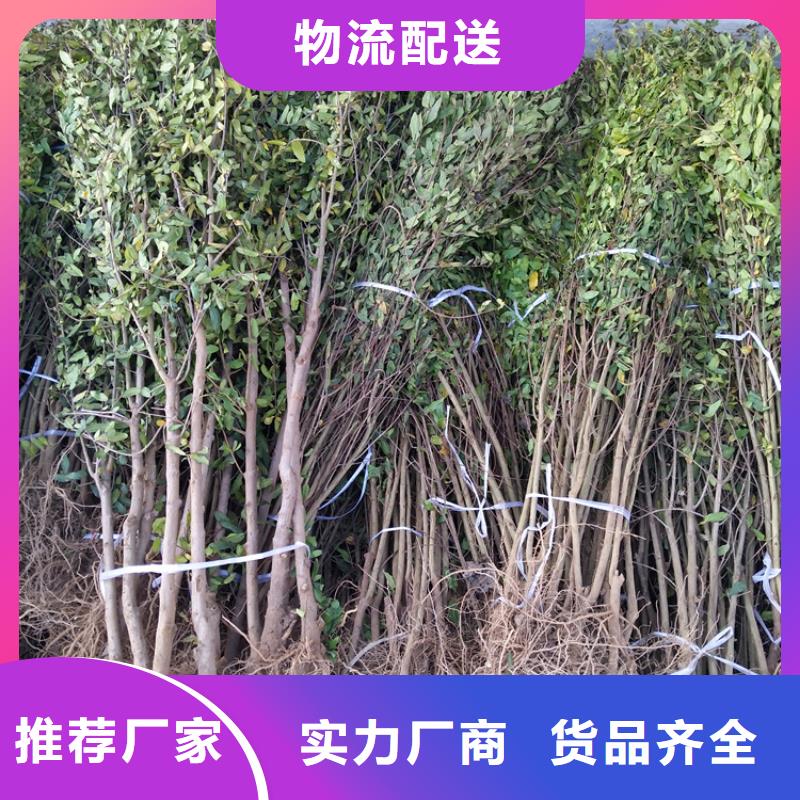 【石榴-樱桃苗品牌大厂家】