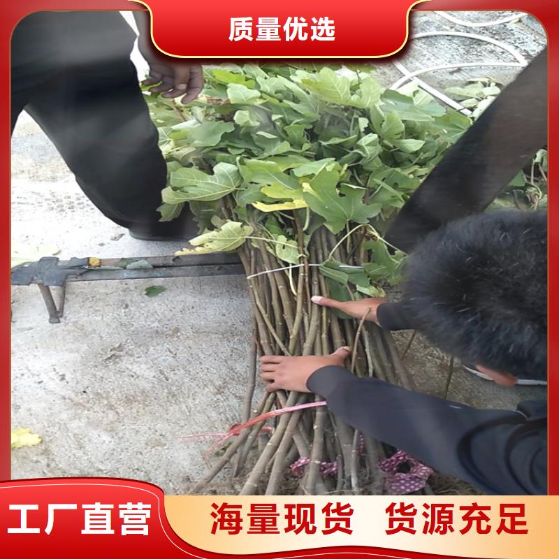 无花果苹果苗厂家直接面向客户