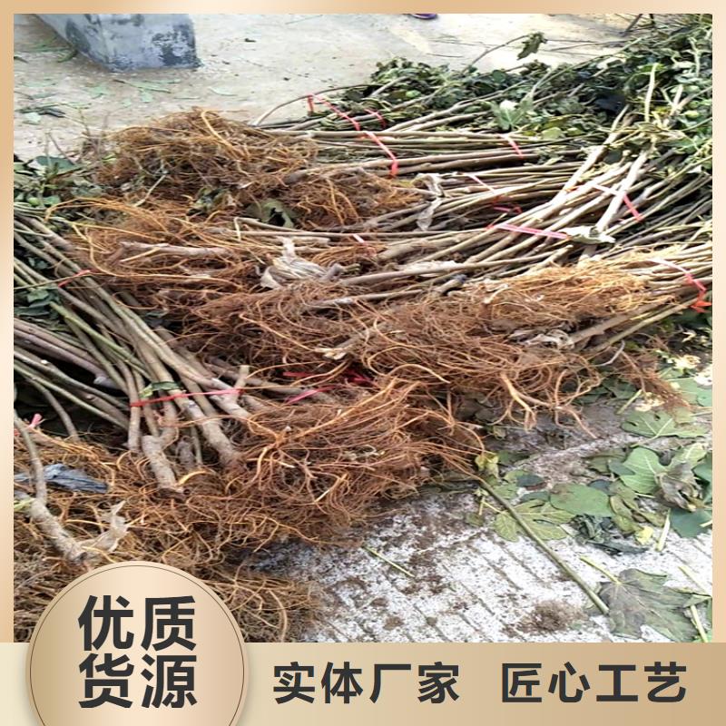 无花果苹果苗使用方法