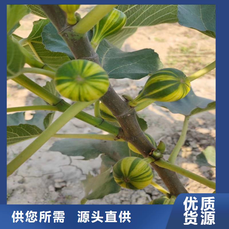 【无花果】桃树苗匠心打造