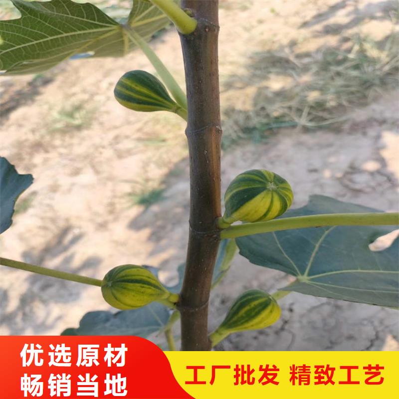 【无花果】桃树苗匠心打造