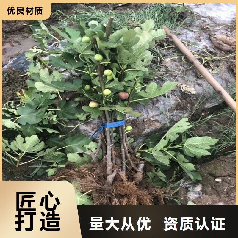 【无花果嘎啦苹果优质货源】