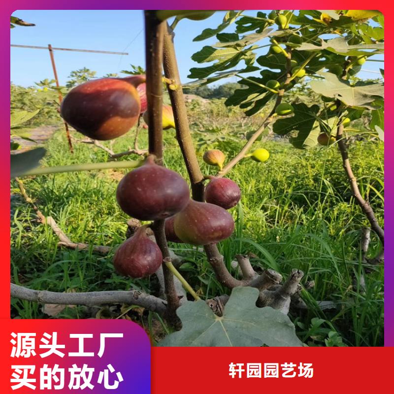 无花果,梨树苗诚信厂家