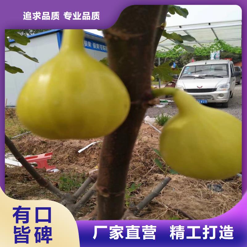 无花果_樱桃苗无中间商厂家直销