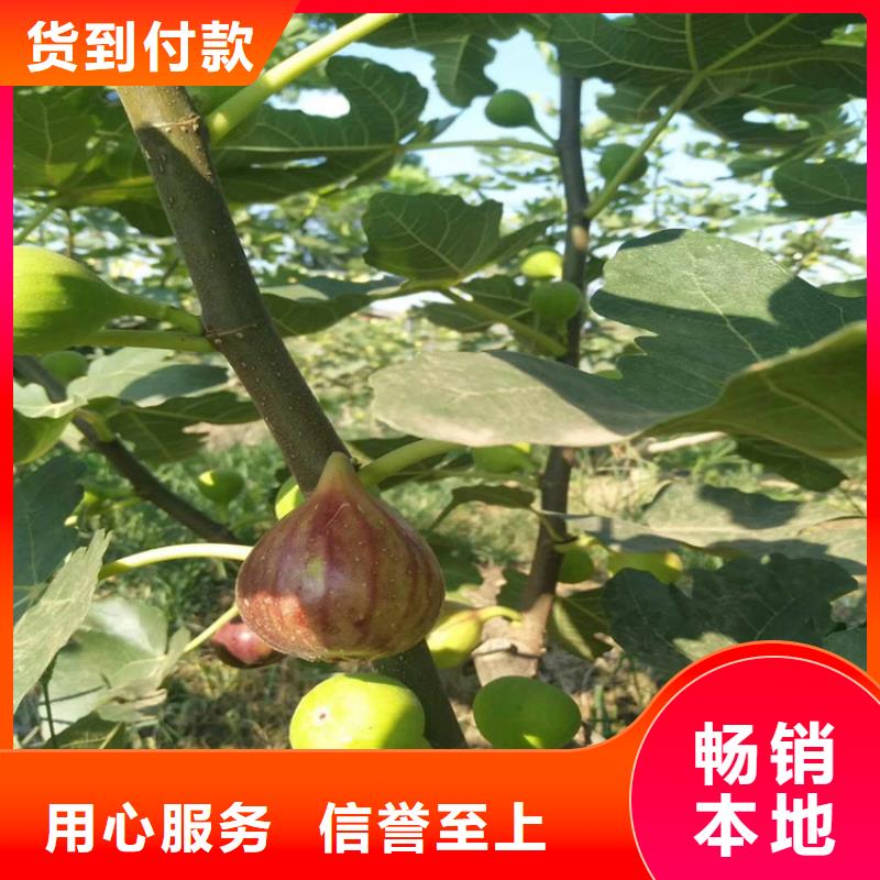 【无花果】石榴树认准大品牌厂家