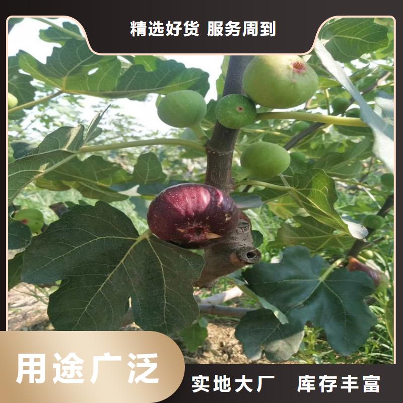 无花果苹果苗工艺成熟