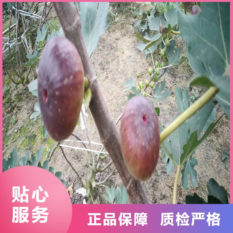 无花果嘎啦苹果用的放心