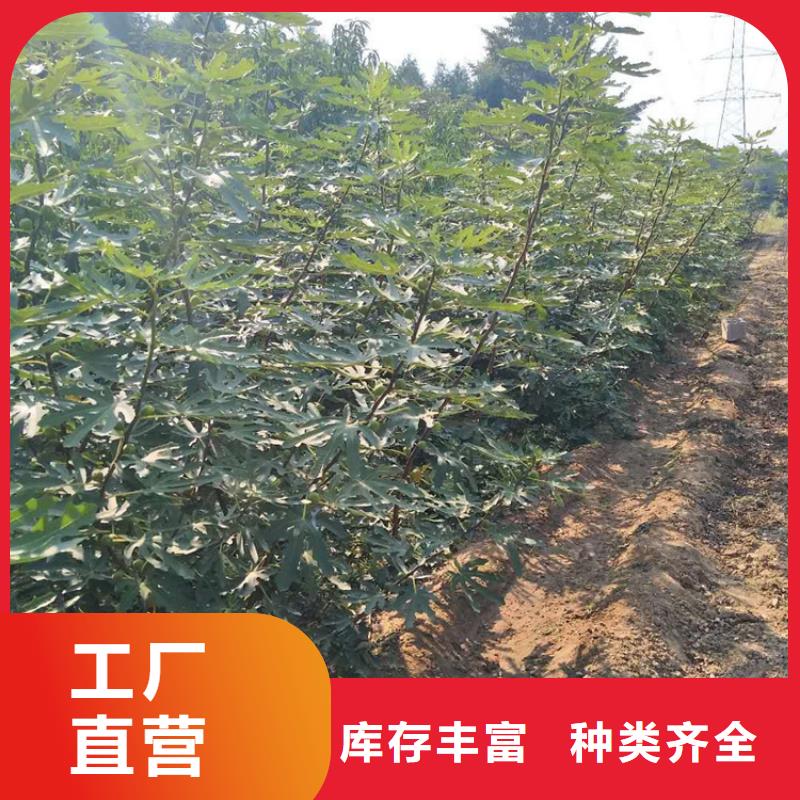 无花果桃树苗应用范围广泛