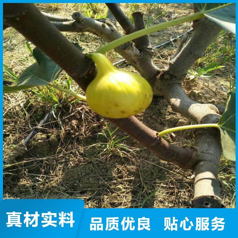 无花果-苹果苗厂家工艺先进