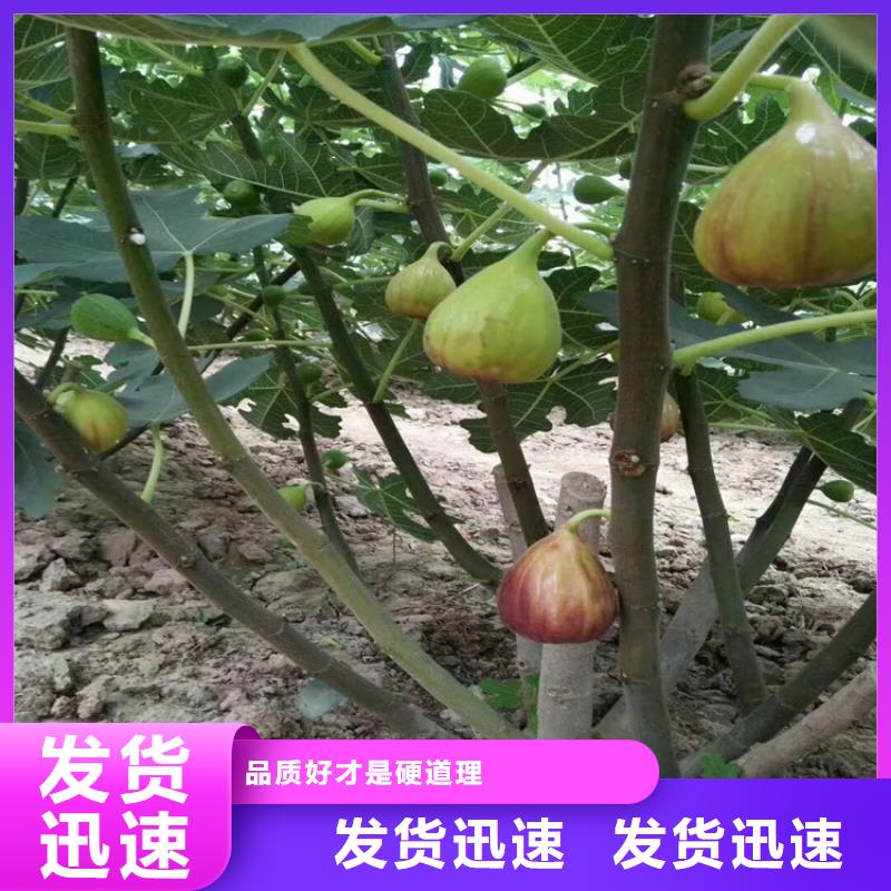 无花果桃树苗应用范围广泛