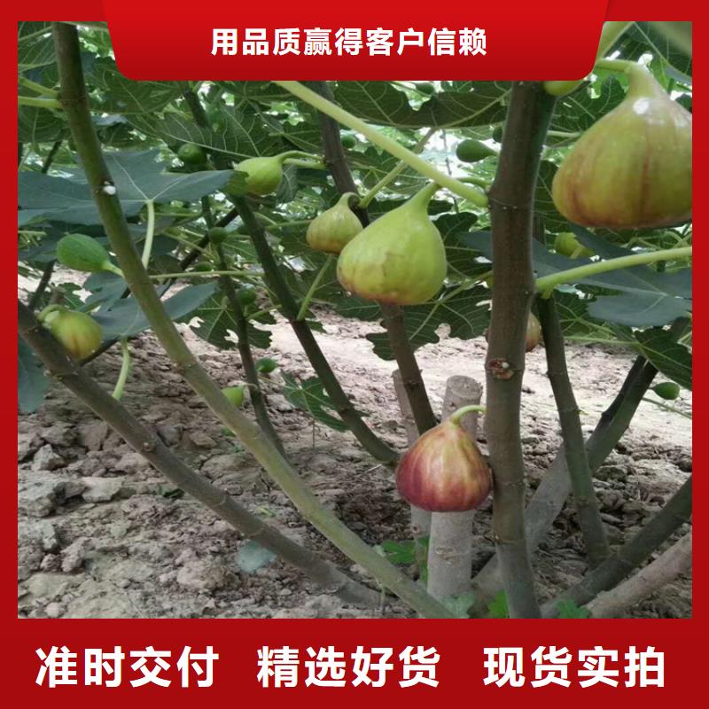 无花果桃树苗专业完善售后