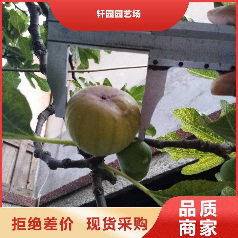 无花果嘎啦苹果用的放心