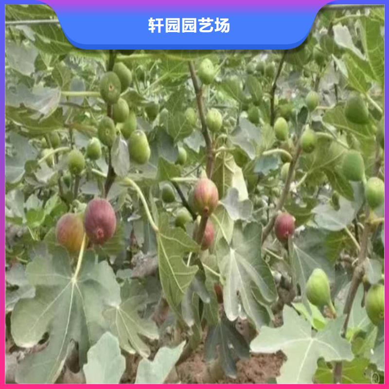 【无花果】_樱桃苗为品质而生产