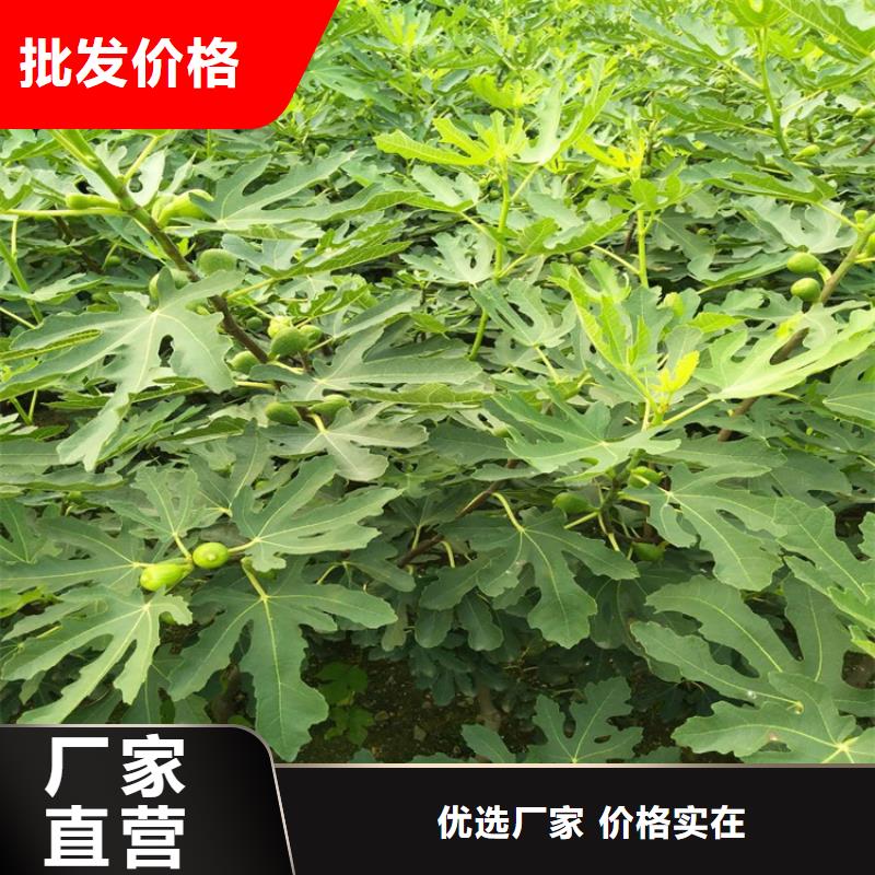 【无花果樱桃苗根据要求定制】