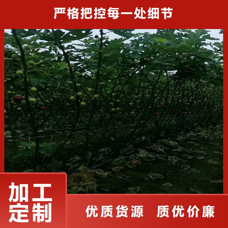 无花果【桃树苗】当地厂家值得信赖