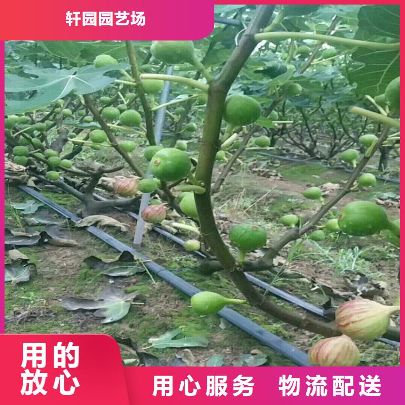 【无花果】_樱桃苗为品质而生产