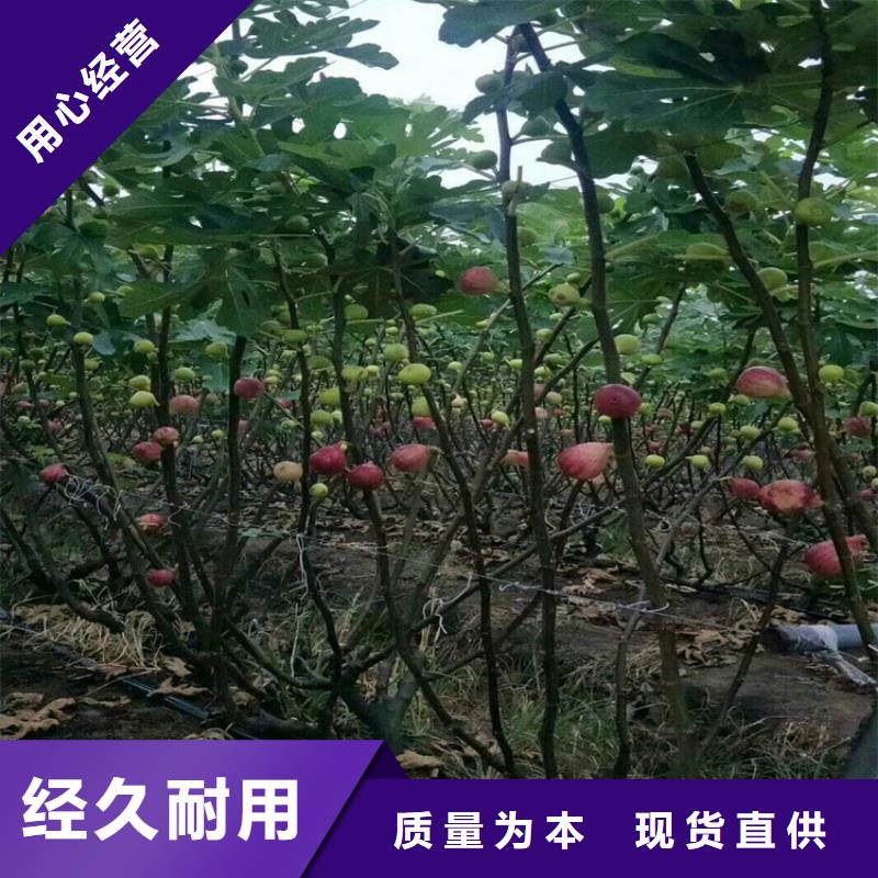 【无花果】桃树苗匠心打造