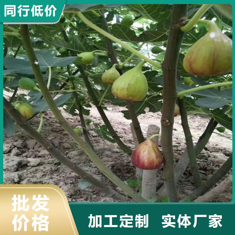 无花果-苹果苗厂家工艺先进