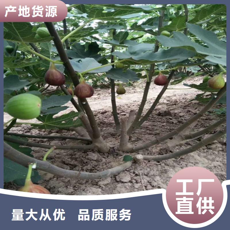 无花果_桃树苗老客户钟爱