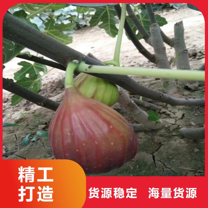 无花果石榴苗实力见证