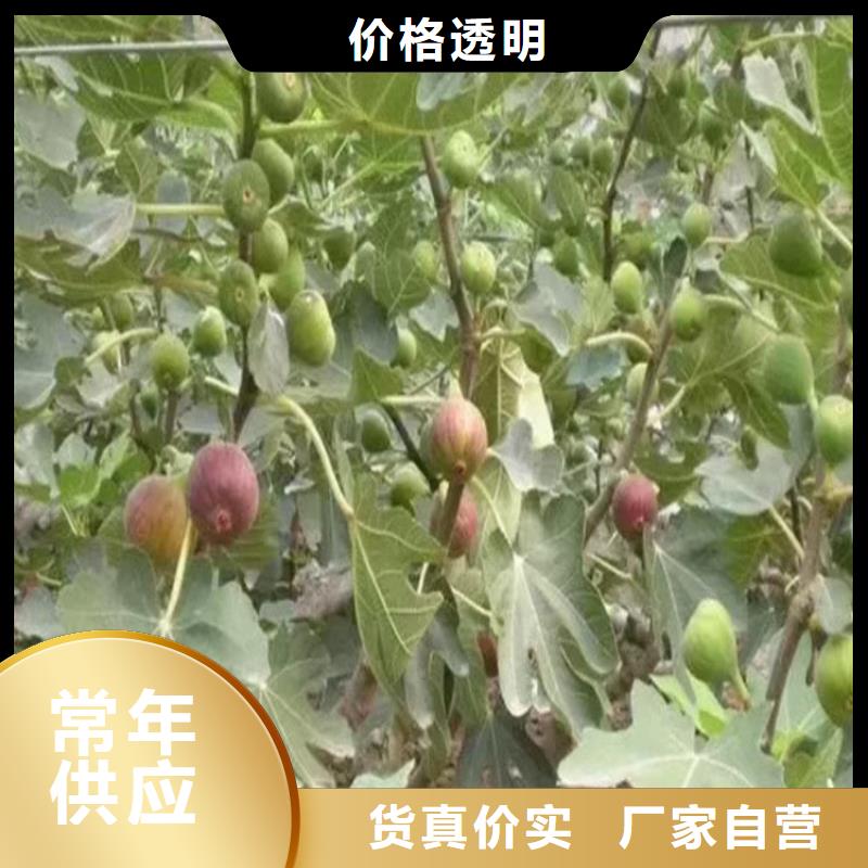 无花果_桃树苗老客户钟爱