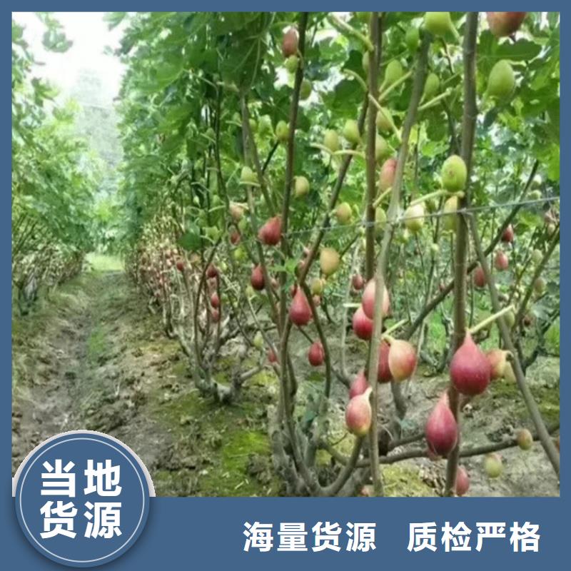 无花果嘎啦苹果用的放心