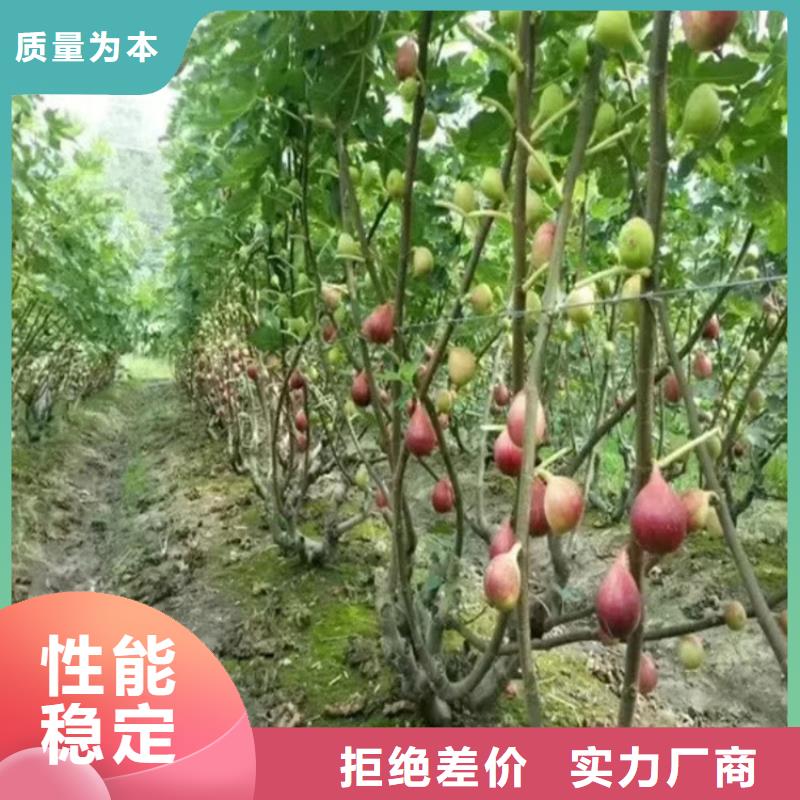 无花果樱桃苗用心做产品