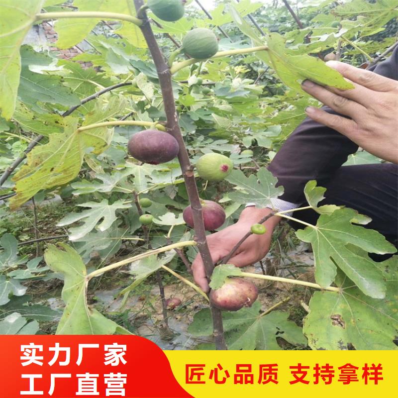 【无花果樱桃苗根据要求定制】