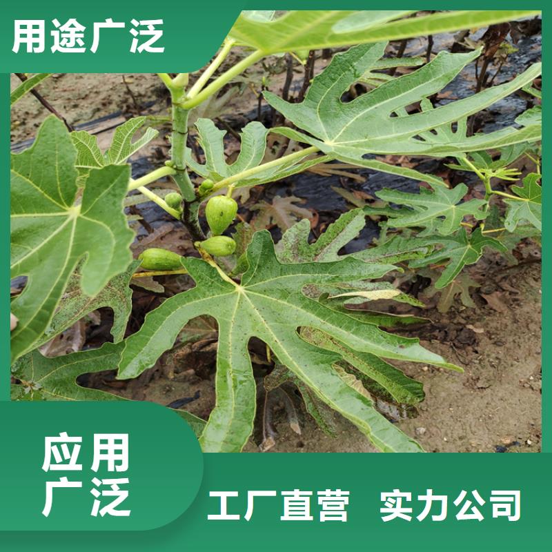 无花果-苹果苗厂家工艺先进