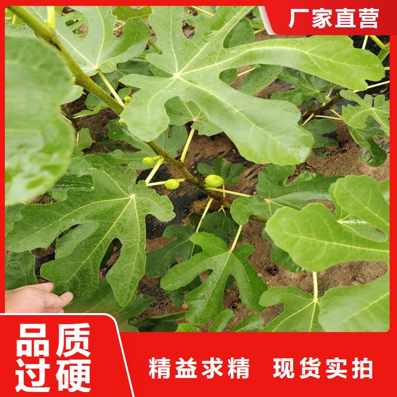 【无花果嘎啦苹果优质货源】