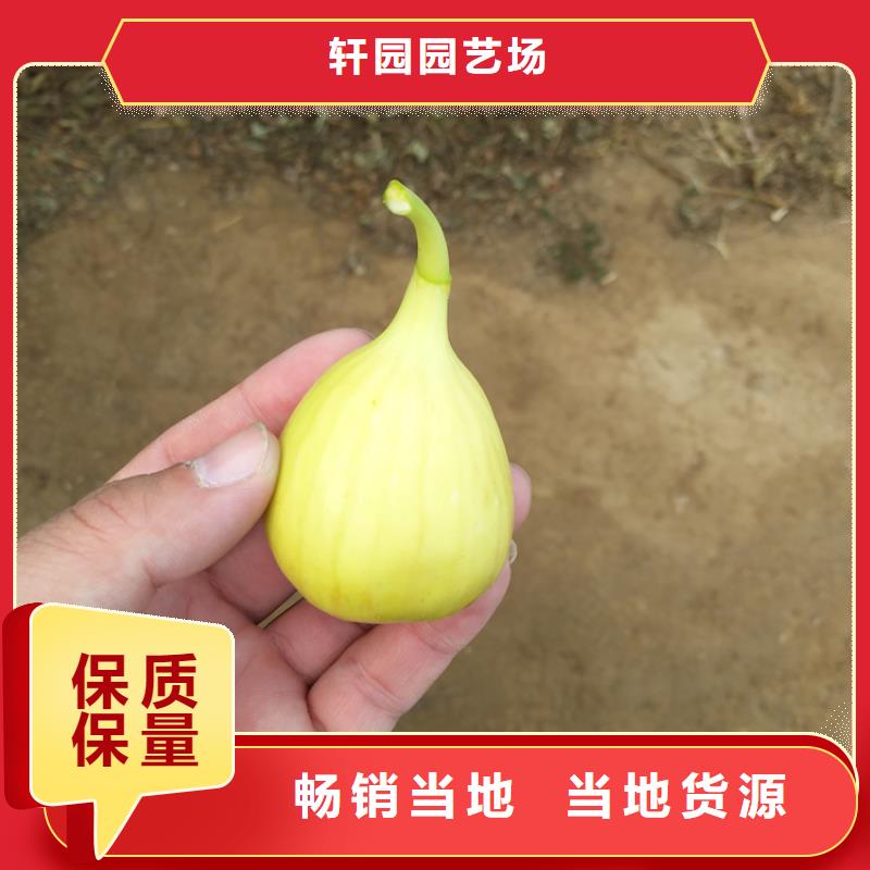 【无花果】桃树苗诚信经营