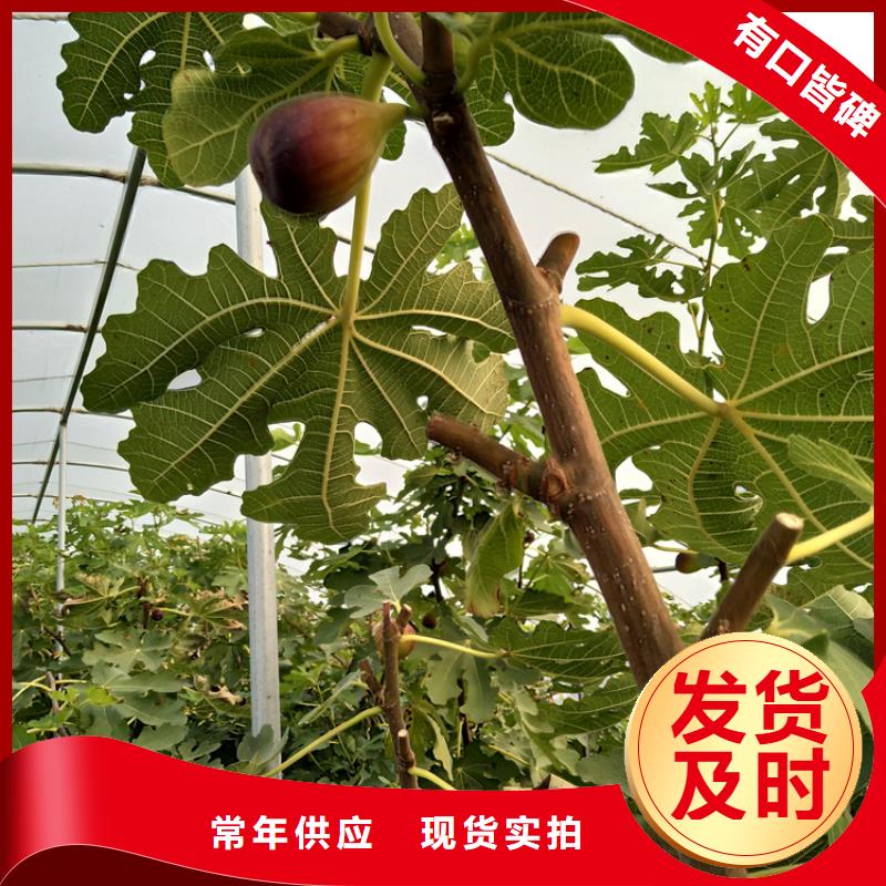 【无花果樱桃苗根据要求定制】