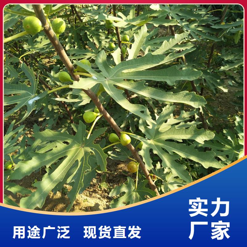 无花果樱桃苗用心做产品